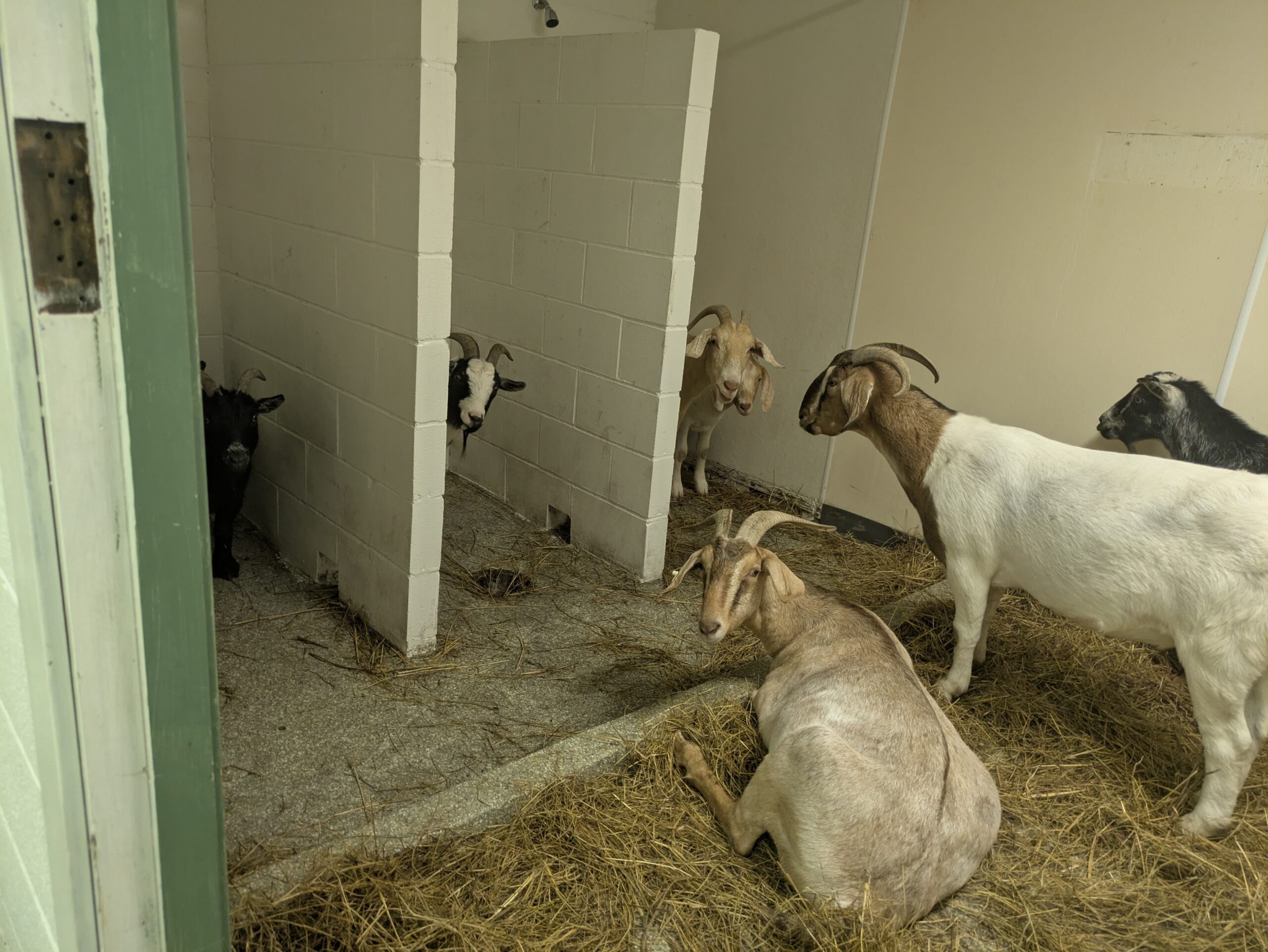 Goat Shed Reuse