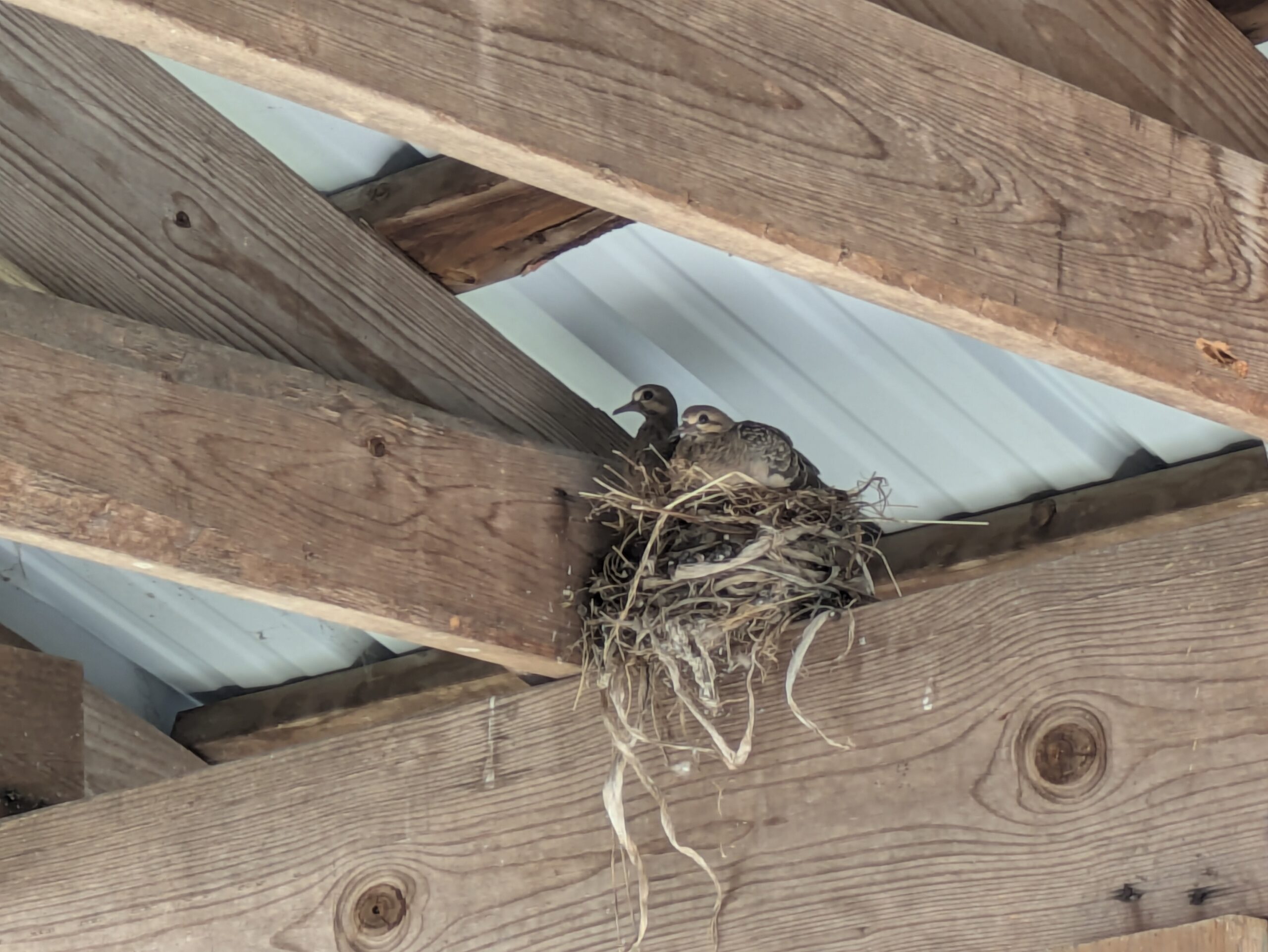 Wildlife Wednesday: Flourishing Mutually