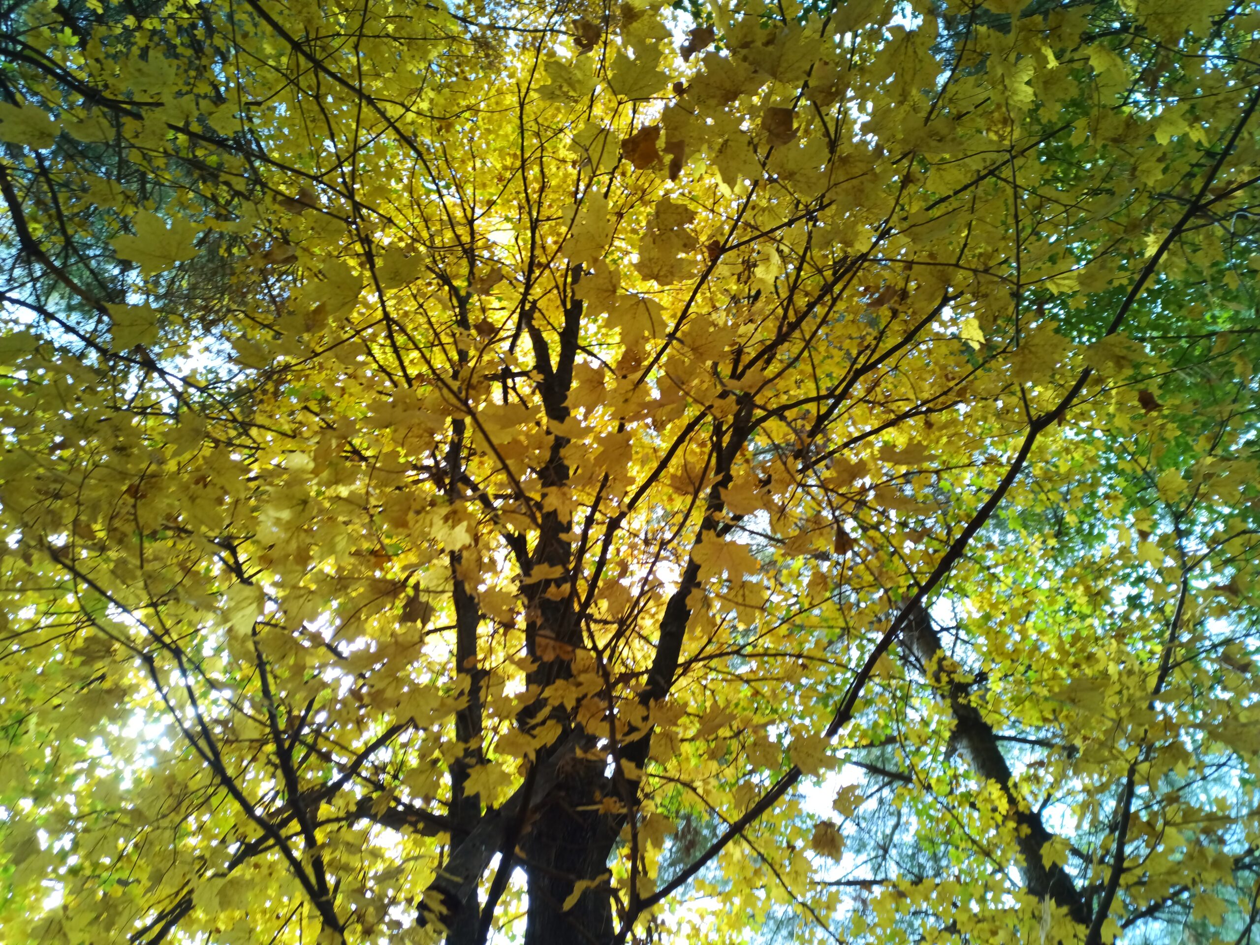 Reflection: Destroying the Earth Destroys Ourselves