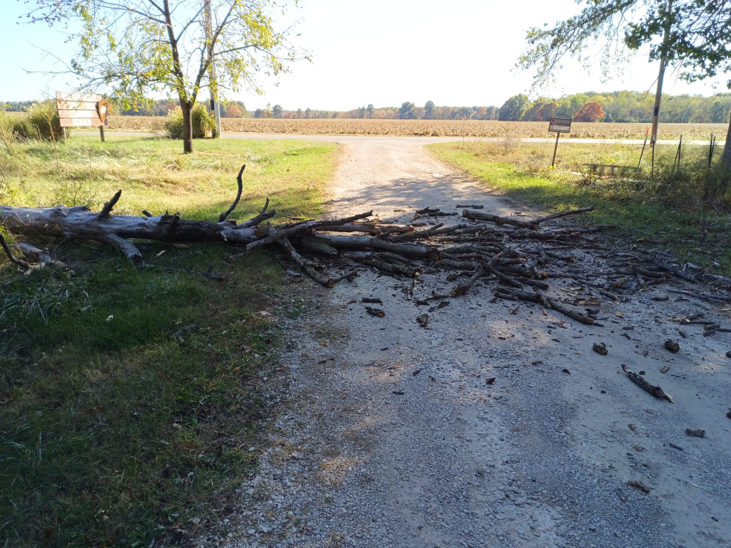 Reflection: Dead Trees
