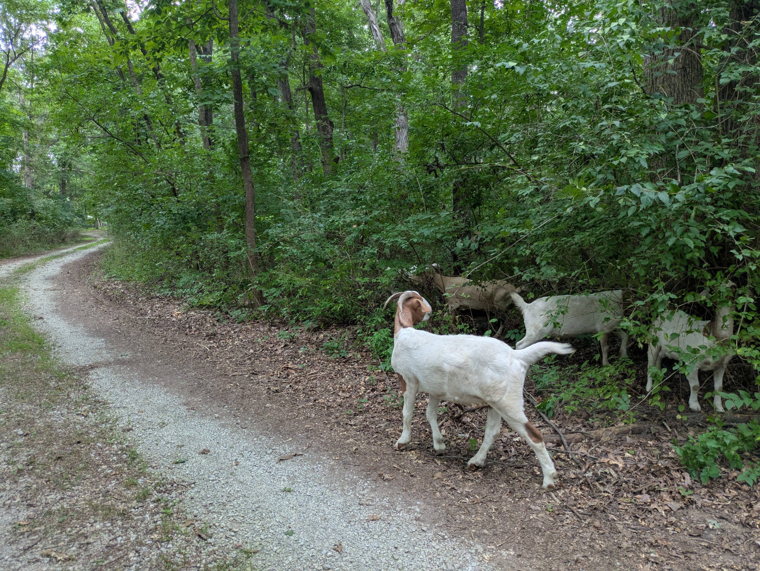 Project Spotlight: Invasive Species Removal