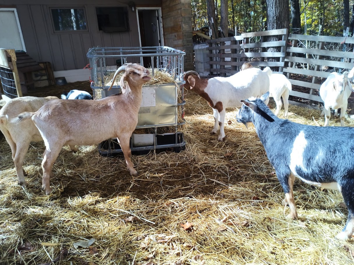 Reuse for a Goat Feeder