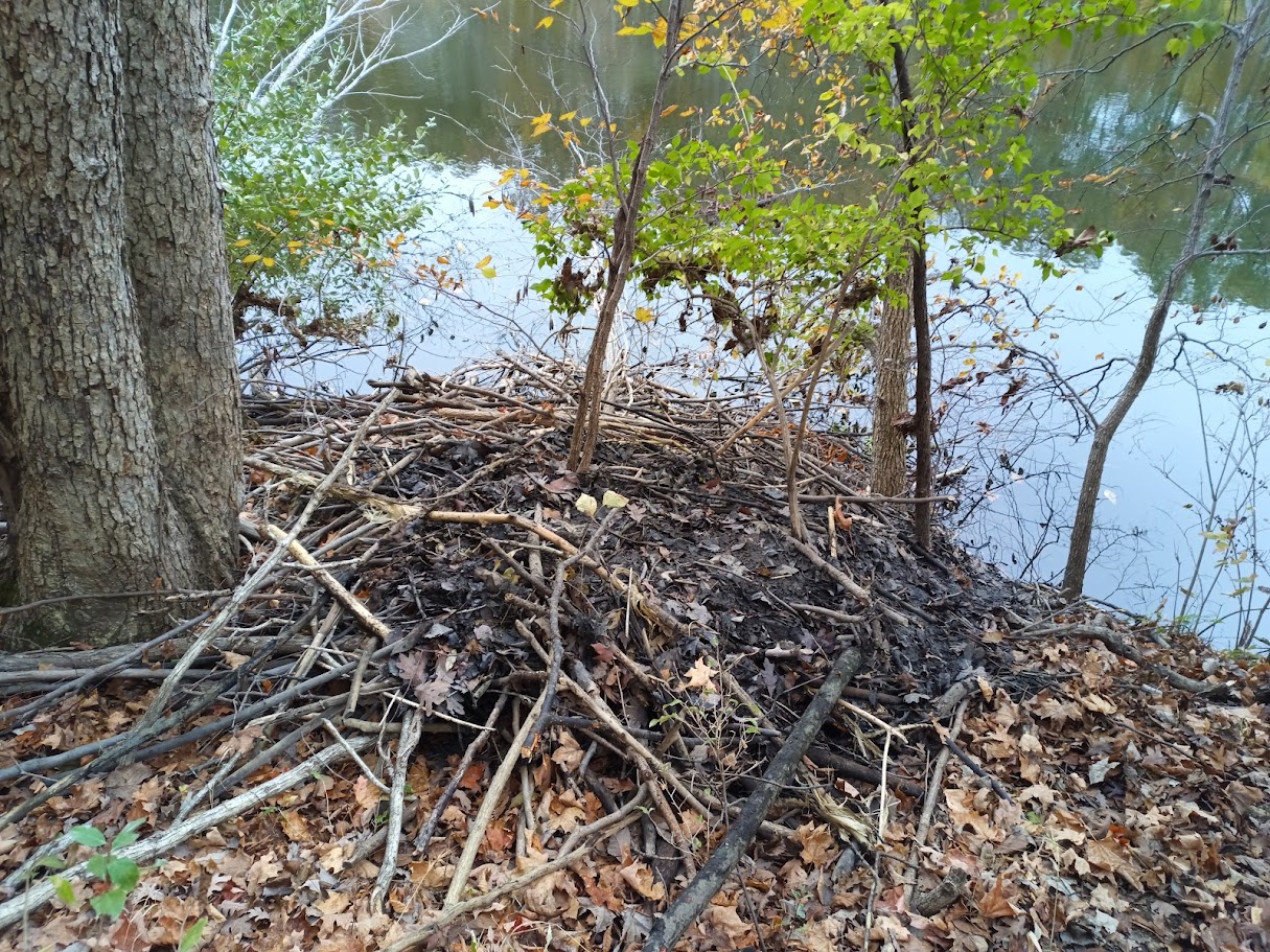 Beavers and Biodiversity